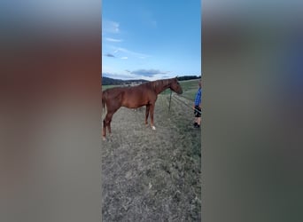 German Sport Horse, Gelding, 3 years, 17,1 hh, Chestnut-Red