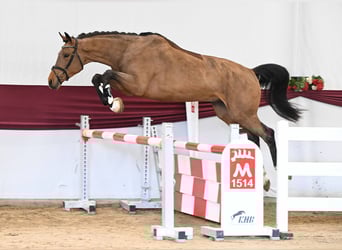 German Sport Horse, Gelding, 3 years, Brown