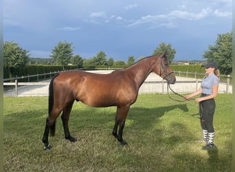 German Sport Horse, Gelding, 4 years, 15.2 hh, Brown