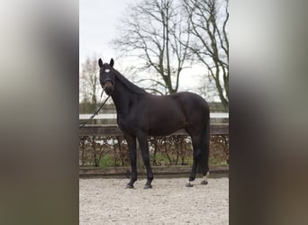 German Sport Horse, Gelding, 4 years, 15.3 hh, Bay-Dark