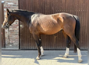 German Sport Horse, Gelding, 4 years, 15,3 hh, Bay-Dark