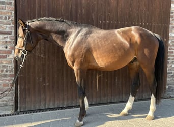 German Sport Horse, Gelding, 4 years, 15,3 hh, Bay-Dark