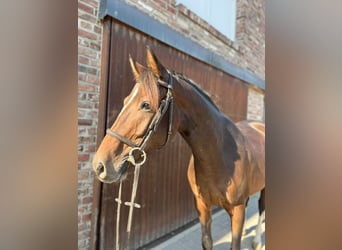 German Sport Horse, Gelding, 4 years, 15,3 hh, Bay-Dark