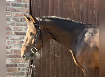 German Sport Horse, Gelding, 4 years, 15,3 hh, Bay-Dark