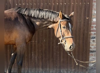 German Sport Horse, Gelding, 4 years, 15,3 hh, Bay-Dark