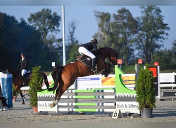 German Sport Horse, Gelding, 4 years, 15.3 hh, Brown