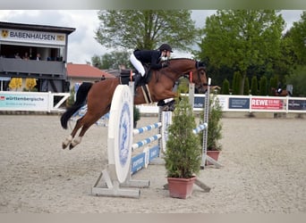 German Sport Horse, Gelding, 4 years, 15.3 hh, Brown