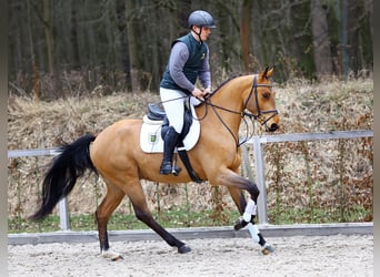German Sport Horse, Gelding, 4 years, 15.3 hh, Brown
