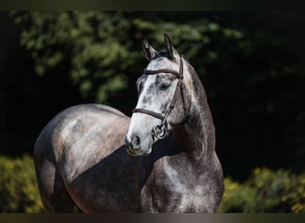 German Sport Horse, Gelding, 4 years, 15.3 hh, Grey