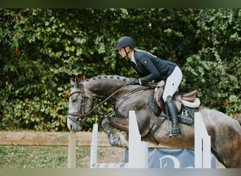 German Sport Horse, Gelding, 4 years, 15.3 hh, Grey