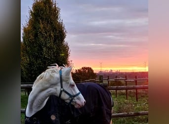 German Sport Horse, Gelding, 4 years, 15,1 hh, Cremello
