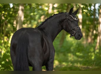 German Sport Horse, Gelding, 4 years, 15,2 hh, Black