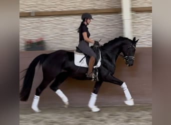 German Sport Horse, Gelding, 4 years, 15,2 hh, Black