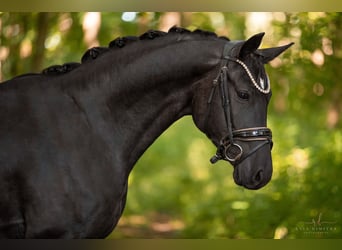 German Sport Horse, Gelding, 4 years, 15,2 hh, Black