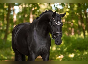 German Sport Horse, Gelding, 4 years, 15,2 hh, Black