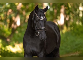German Sport Horse, Gelding, 4 years, 15,2 hh, Black