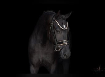 German Sport Horse, Gelding, 4 years, 15,2 hh, Black