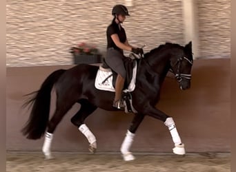 German Sport Horse, Gelding, 4 years, 15,2 hh, Black