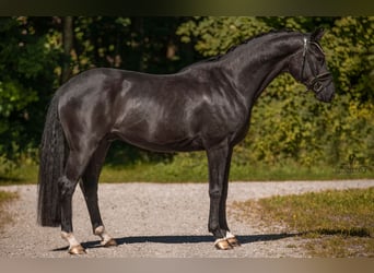 German Sport Horse, Gelding, 4 years, 15,2 hh, Black