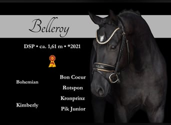 German Sport Horse, Gelding, 4 years, 15,2 hh, Black