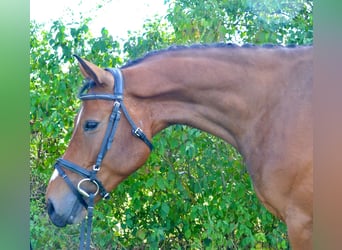 German Sport Horse, Gelding, 4 years, 15,2 hh, Brown