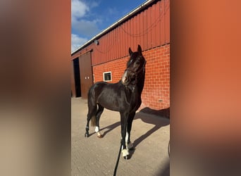 German Sport Horse, Gelding, 4 years, 15,3 hh, Grey