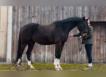 German Sport Horse, Gelding, 4 years, 16.1 hh, Bay-Dark