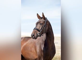German Sport Horse, Gelding, 4 years, 16.1 hh, Bay-Dark