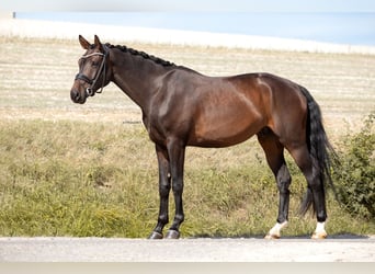 German Sport Horse, Gelding, 4 years, 16.1 hh, Bay-Dark