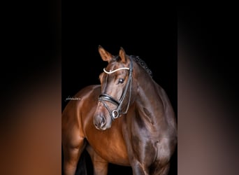 German Sport Horse, Gelding, 4 years, 16.1 hh, Bay-Dark