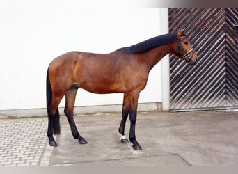 German Sport Horse, Gelding, 4 years, 16,1 hh, Bay-Dark