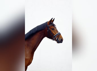 German Sport Horse, Gelding, 4 years, 16,1 hh, Bay-Dark