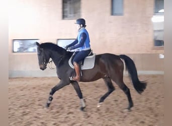 German Sport Horse, Gelding, 4 years, 16.1 hh, Bay-Dark