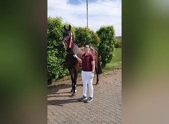 German Sport Horse, Gelding, 4 years, 16.1 hh, Bay-Dark