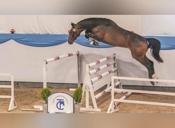 German Sport Horse, Gelding, 4 years, 16.1 hh, Bay-Dark