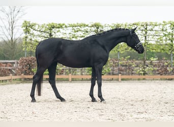 German Sport Horse, Gelding, 4 years, 16.1 hh, Bay-Dark