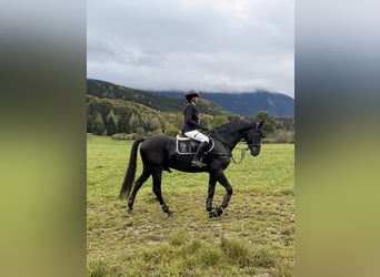 German Sport Horse, Gelding, 4 years, 16.1 hh, Black