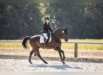 German Sport Horse, Gelding, 4 years, 16.1 hh, Black