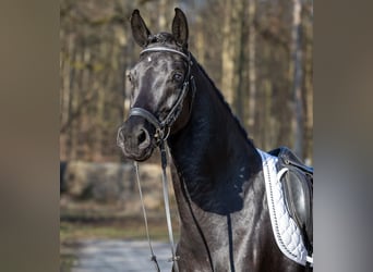 German Sport Horse, Gelding, 4 years, 16.1 hh, Black