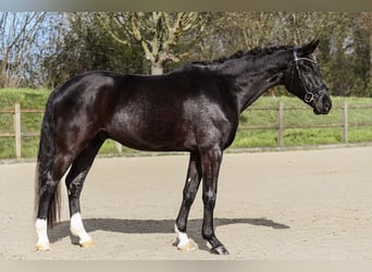 German Sport Horse, Gelding, 4 years, 16.1 hh, Black