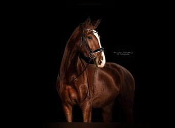 German Sport Horse, Gelding, 4 years, 16.1 hh, Brown