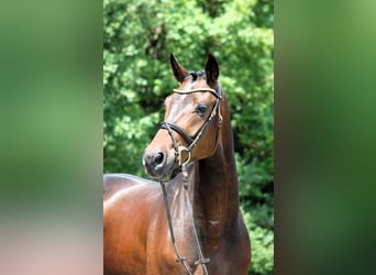 German Sport Horse, Gelding, 4 years, 16.1 hh, Brown