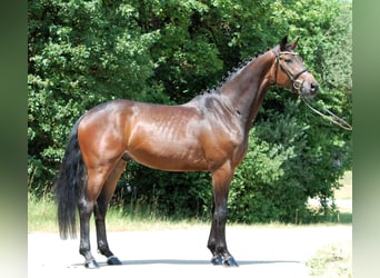 German Sport Horse, Gelding, 4 years, 16.1 hh, Brown