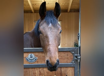 German Sport Horse, Gelding, 4 years, 16.1 hh, Brown