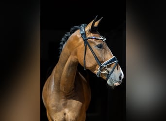 German Sport Horse, Gelding, 4 years, 16.1 hh, Brown
