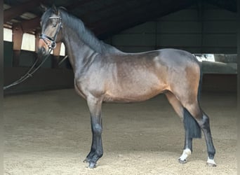 German Sport Horse, Gelding, 4 years, 16.1 hh, Brown