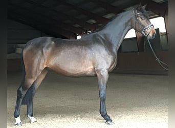 German Sport Horse, Gelding, 4 years, 16.1 hh, Brown