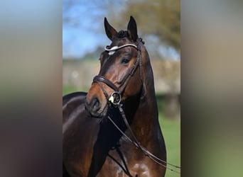 German Sport Horse, Gelding, 4 years, 16.1 hh, Brown