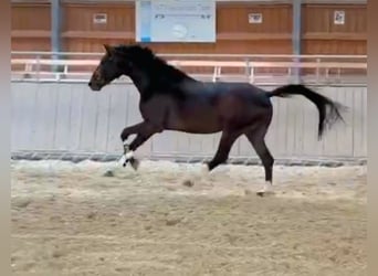 German Sport Horse, Gelding, 4 years, 16.1 hh, Brown