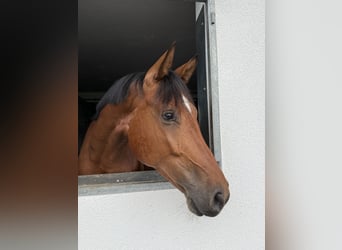 German Sport Horse, Gelding, 4 years, 16.1 hh, Brown